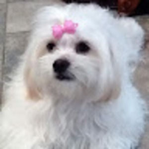 Meet your Posher, Aj